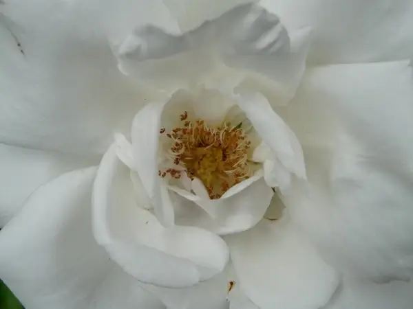 rose bloom rose white