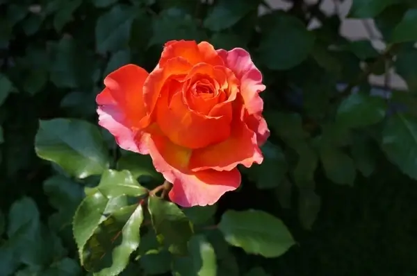 rose bloom spring flower