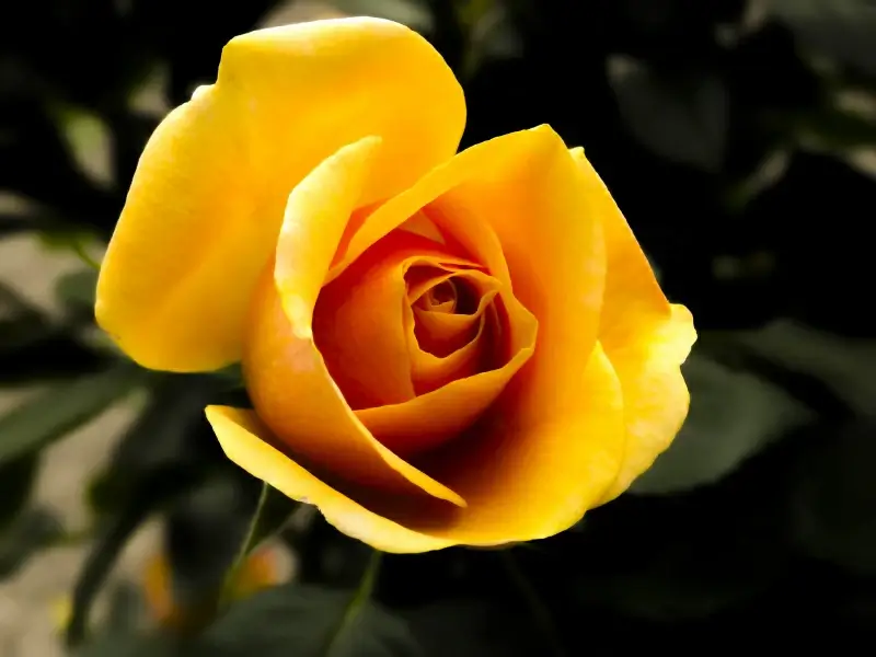 rose blossom picture elegant closeup