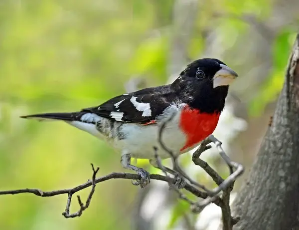 rose breasted groesbeak