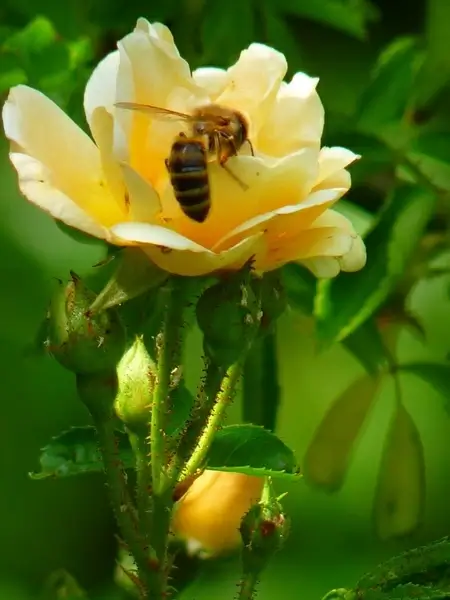 rose flower bee