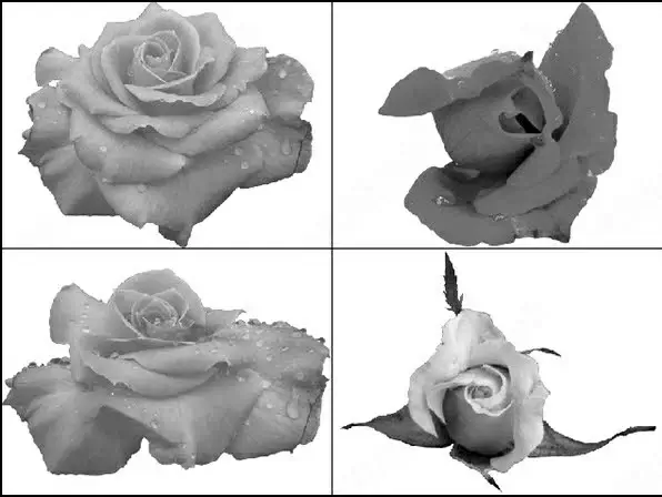 rose flower brush
