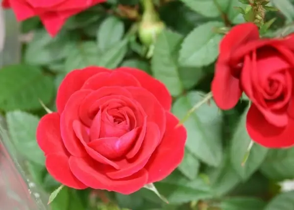 rose flower flowers 