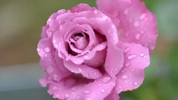 rose flower pink 
