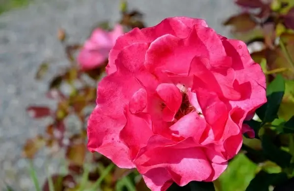 rose flower rose blooms 