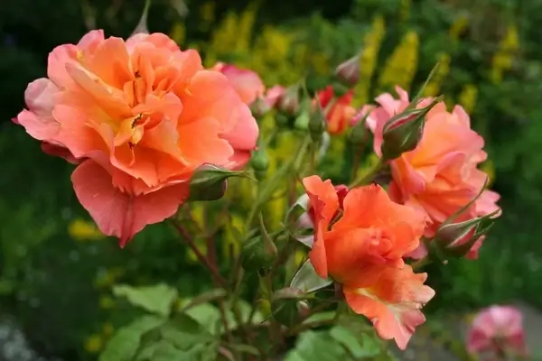 rose flower summer