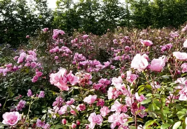 rose flowers pink