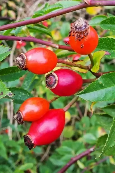 rose hip antioxidant autumn