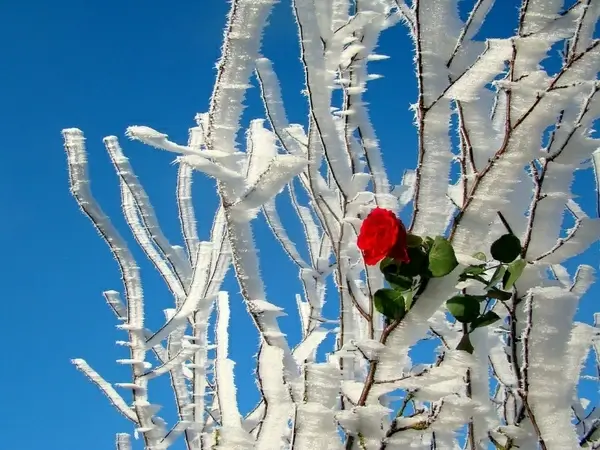 rose miracle nature