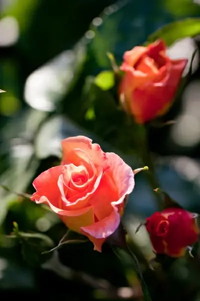 rose mona lisa