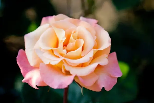 rose mona lisa