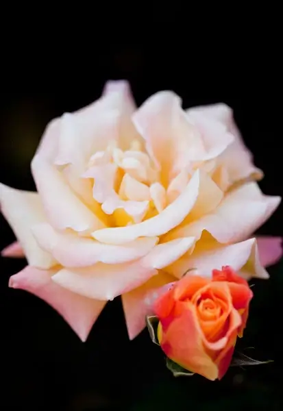 rose mona lisa