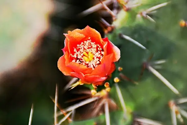 rose of sand