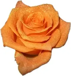 Rose orange 2
