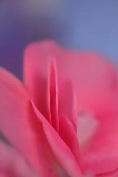 rose petal pink
