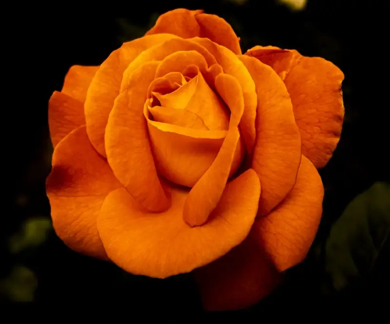 rose picture dark closeup 