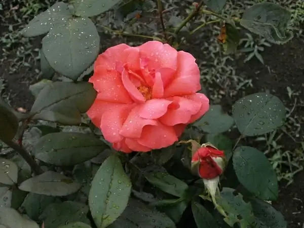 rose pink flower after the rain