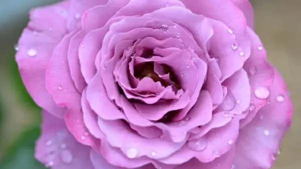 rose pink pretty