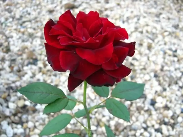 rose red dark red