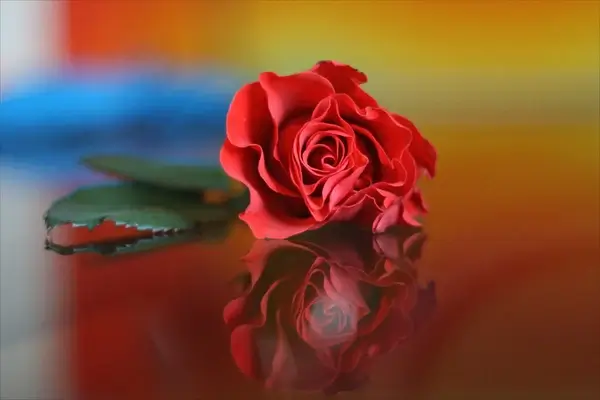 rose reflected