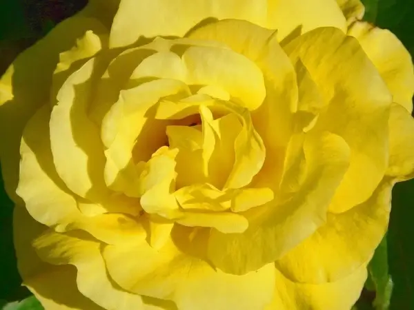 rose rose bloom yellow rose