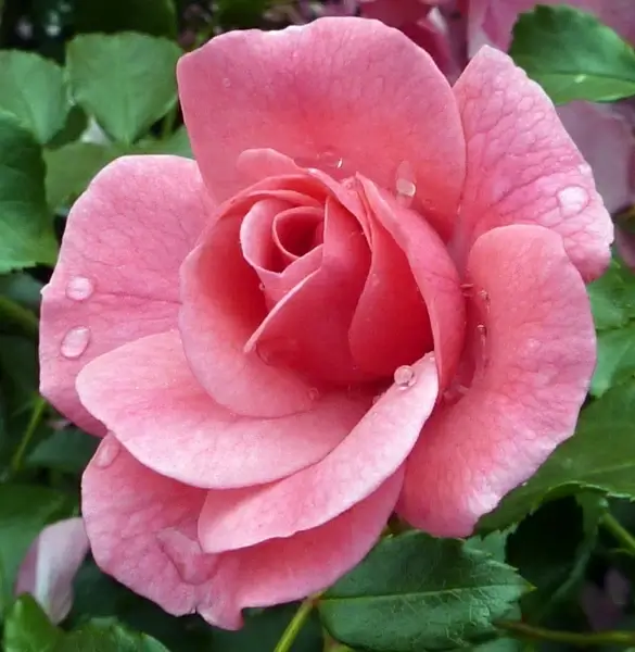 rose rose blooms nature