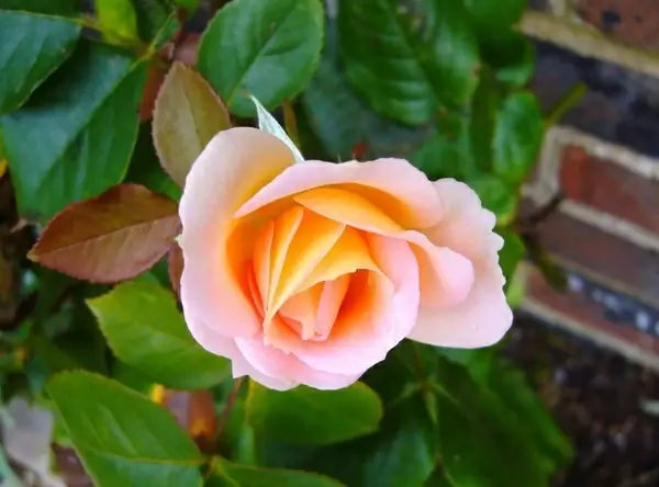 rose rosebud flower 