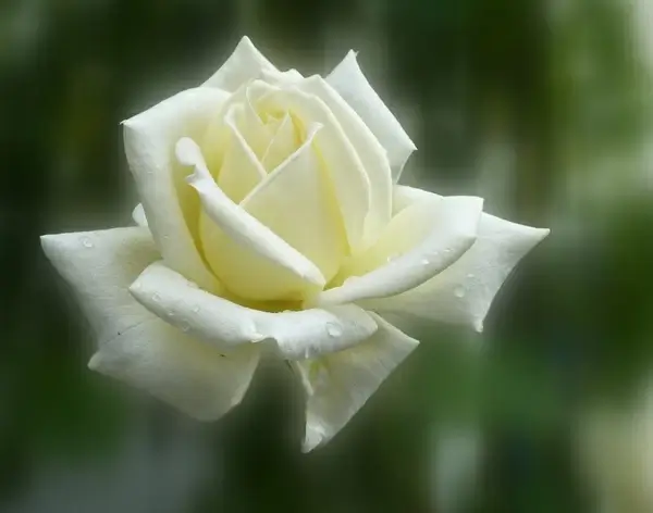 rose summer flower