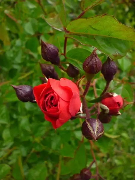 rose summer flower red