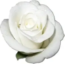 Rose White 1 