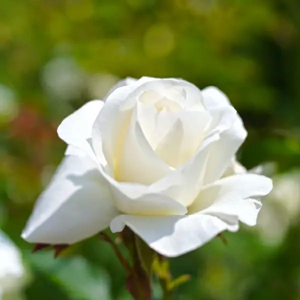 rose white arrow 