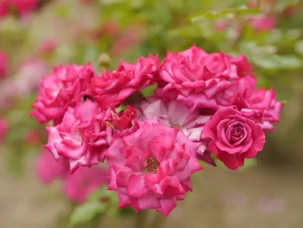 rose wild plum 