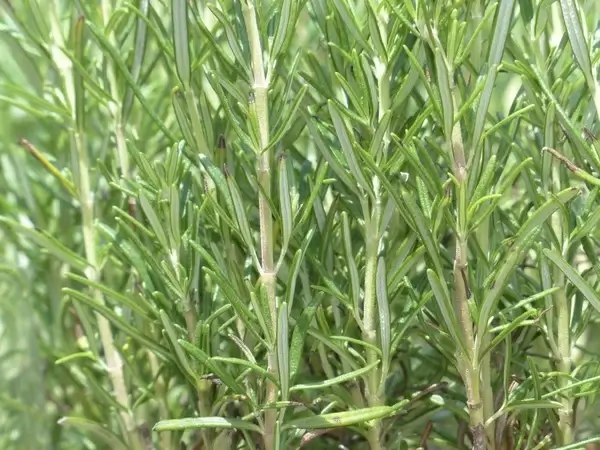 rosemary spice herb