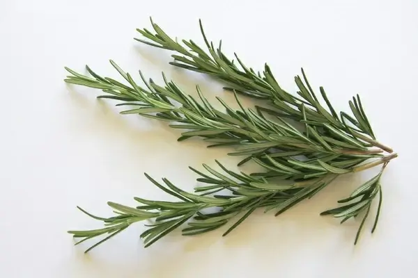 rosemary spice kraeuer