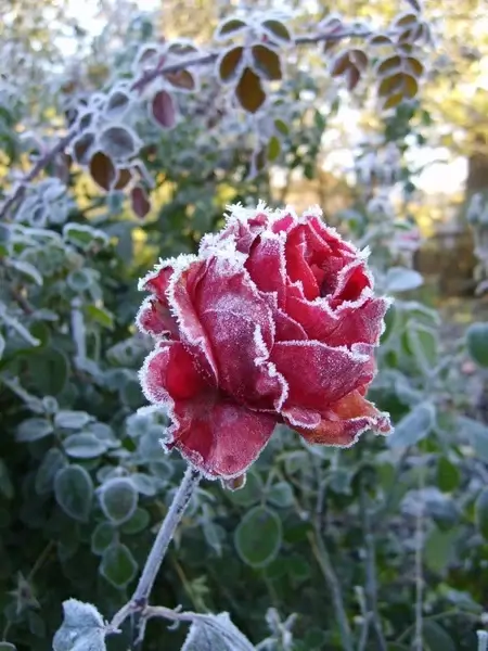 roses flower leann