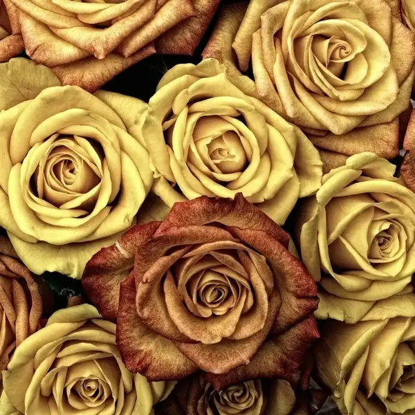 roses flower love