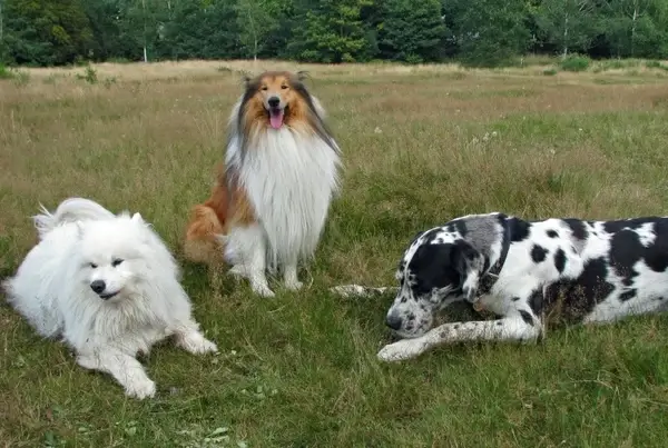rough collie collie samoyed