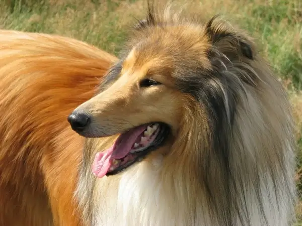 rough collie dog collie