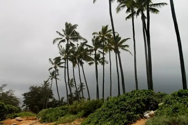 row of palm trees under overcast sky