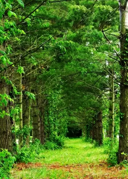 Rows of trees Photos in .jpg format free and easy download unlimit id ...
