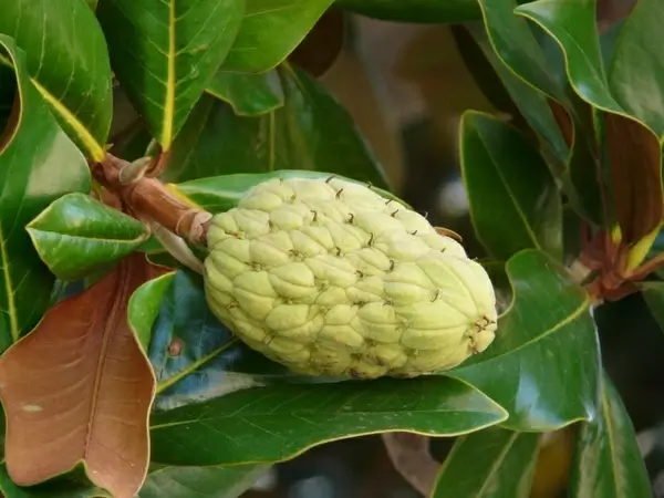 rubber tree ficus elastica fig tree