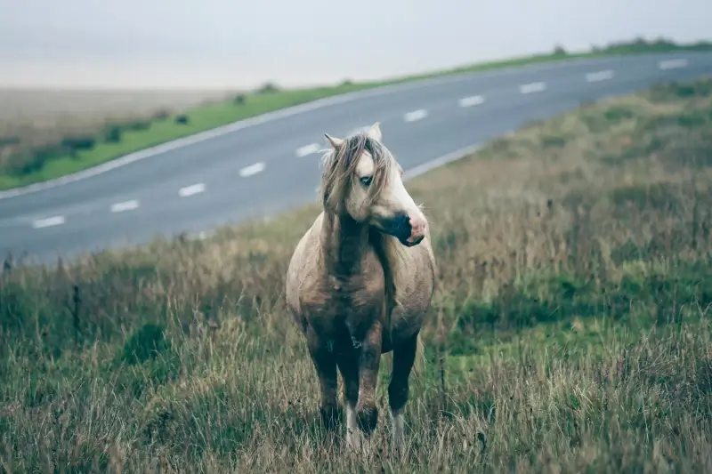 rural scenery picture horse meadow scene 