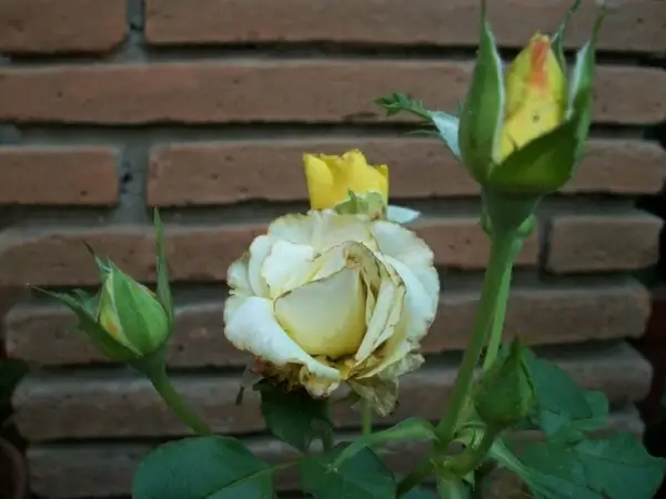 rusk rose