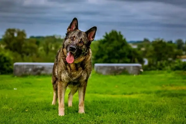 sable german shepherd