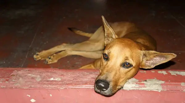 sad dog looking into eyes