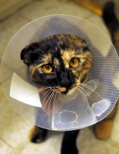 sadie with elizabethan collar