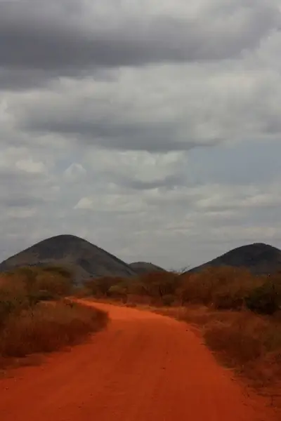 safari
