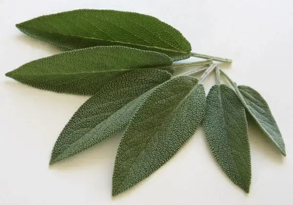 sage spice kraeuer