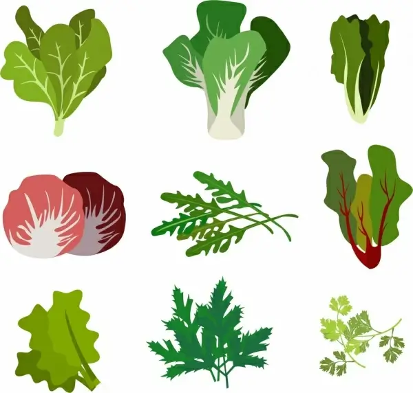salad icons collection various types isolation