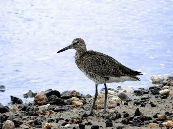 sandpiper